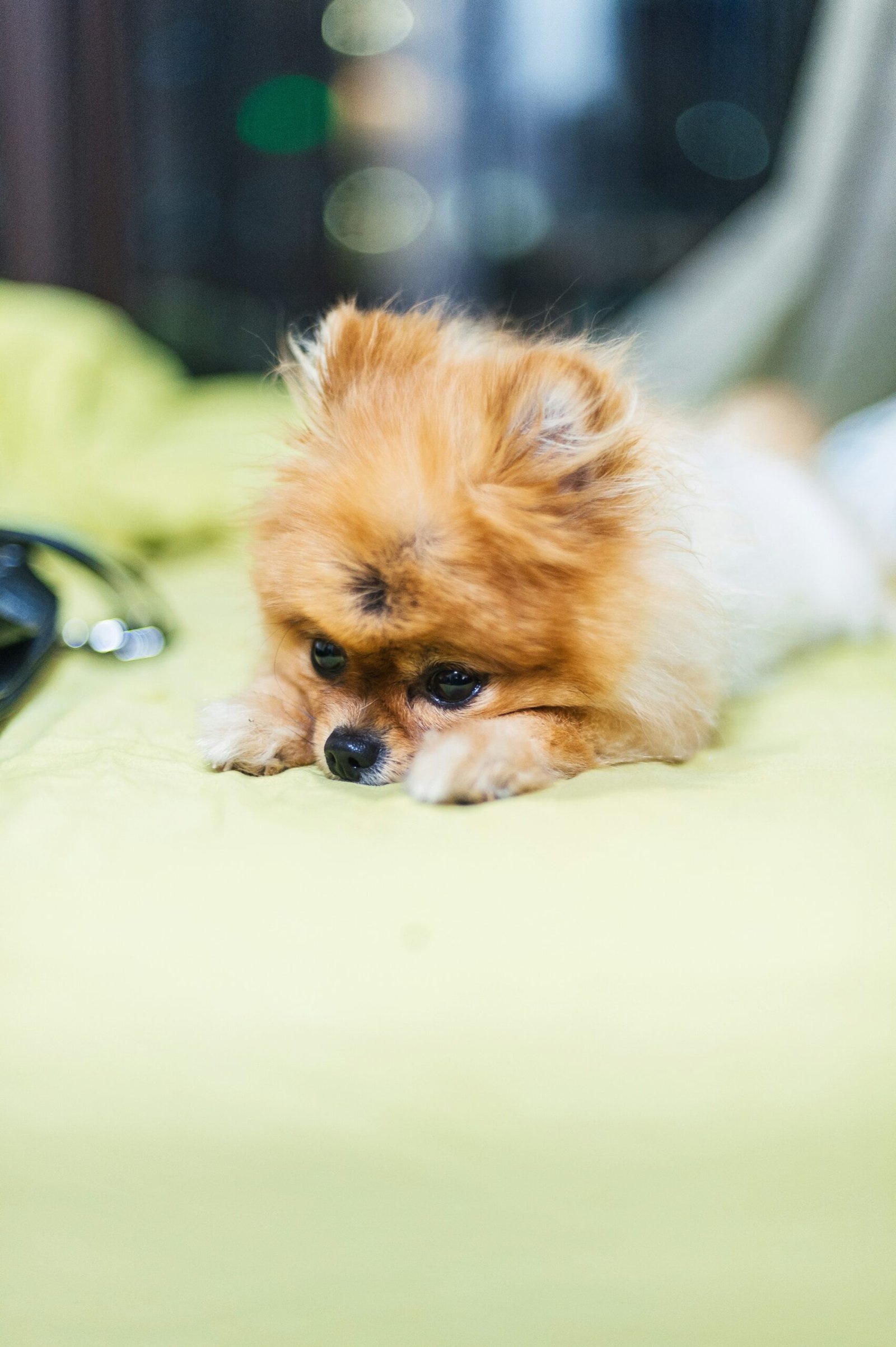 brown puppy on green textile