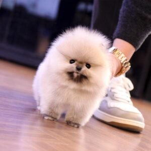 Pomeranian Welpe