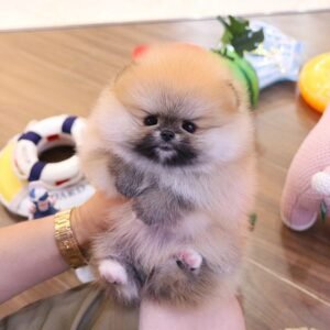 Pomeranian Hund Kaufen