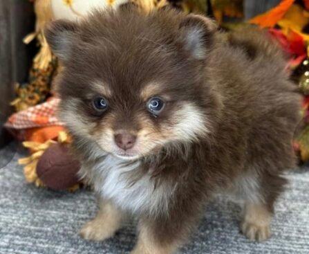 Pomeranian Schwarz