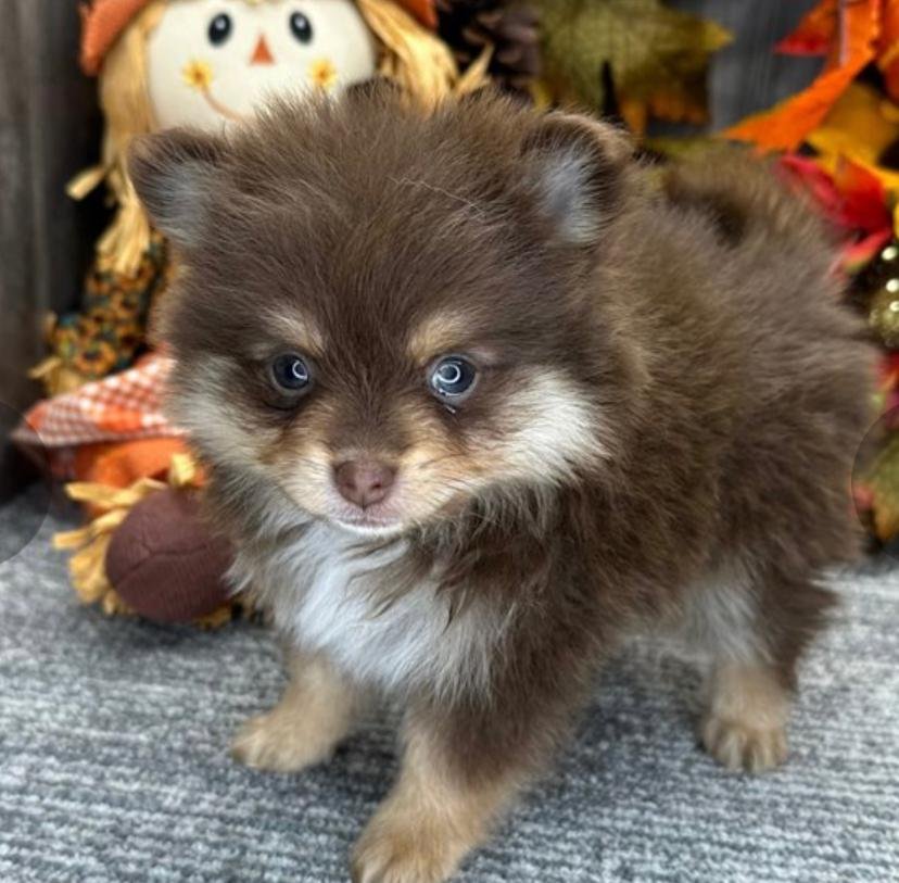 Pomeranian Schwarz